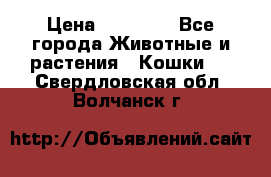 Zolton › Цена ­ 30 000 - Все города Животные и растения » Кошки   . Свердловская обл.,Волчанск г.